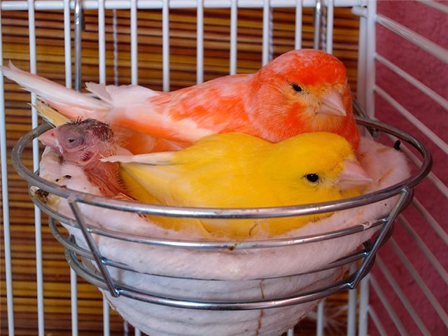 Содержание канареек и уход за ними в Озёрах