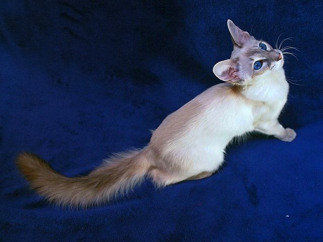 Выведенные породы кошек в Озёрах | ЗооТом портал о животных