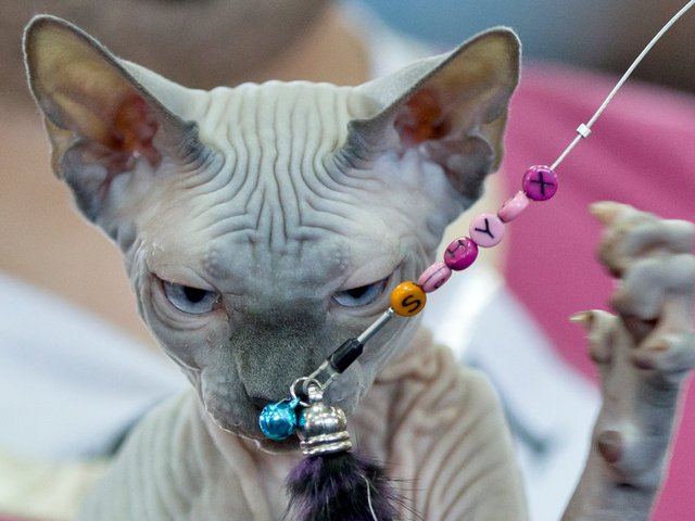 Выставки кошек в Озёрах | ЗооТом портал о животных