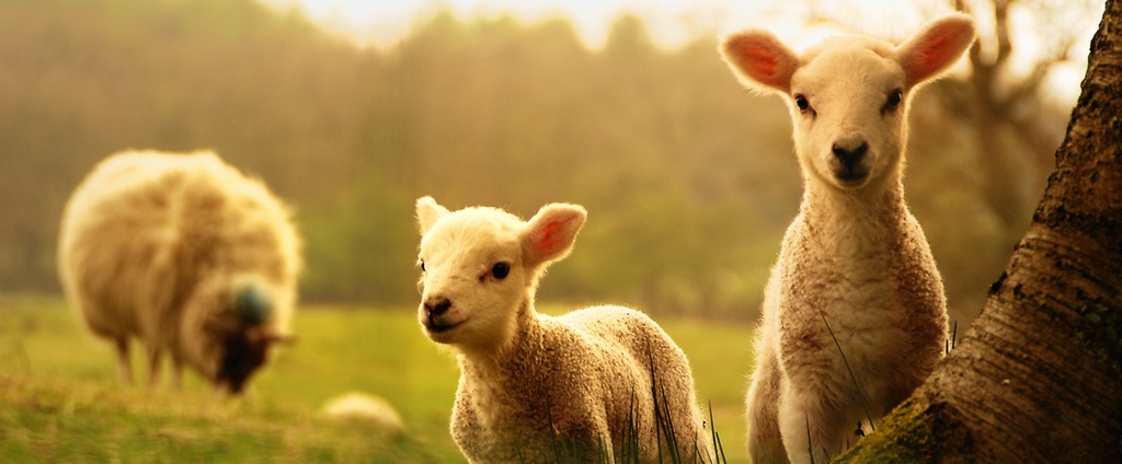 Объявления о сельскохозяйственных животных | ЗооТом - продажа, вязка и услуги для животных в Озёрах
