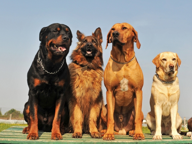 Крупные породы собак в Озёрах | ЗооТом портал о животных